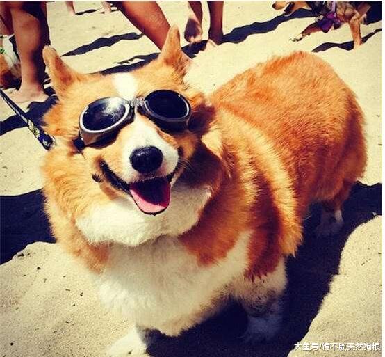 在高温季节养狗，主人切记别做这5件事，对狗狗没有好处