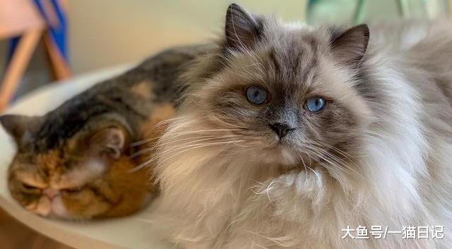 猫腹水不等于“猫传腹”，一篇文章告诉你猫腹水到底是什么