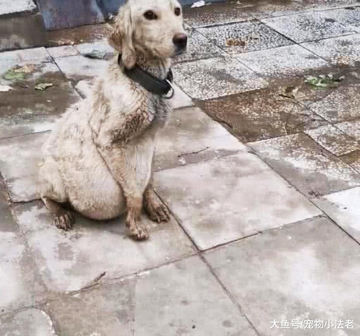 1只“奇怪”流浪狗，肚子大到吓人，医生说出原因时，我哭了！