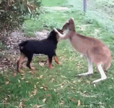 狗的社交能力有多强？看完它们的朋友，网友：在下服了！