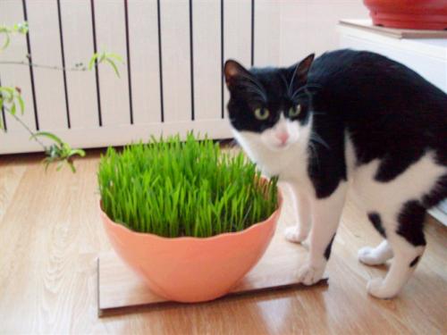 我家猫咪爱吃草，同样是植物，猫草和猫薄荷可大不同