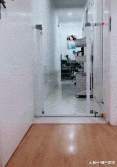 主人用胶带封门坑狗，结果二哈翻了个“帅气”的跟头，把胶带扯了