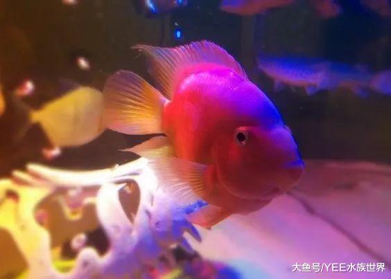 自从养了十间，再也不怕小鱼爆缸了，真好