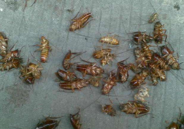 屋内蟑螂多了脚不能踩，一种植物放家中，从此你家不再有蟑螂