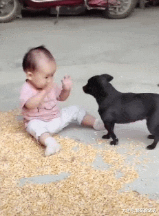 主人去田里收庄稼，土狗帮忙照看小宝宝，果然是个合格的家庭成员