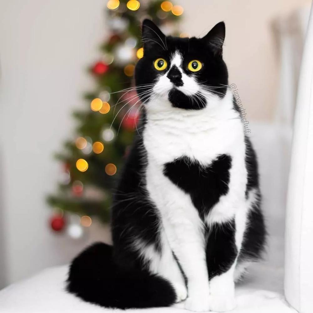 这只奶牛猫不仅会比心! 还有卡姿兰大眼睛