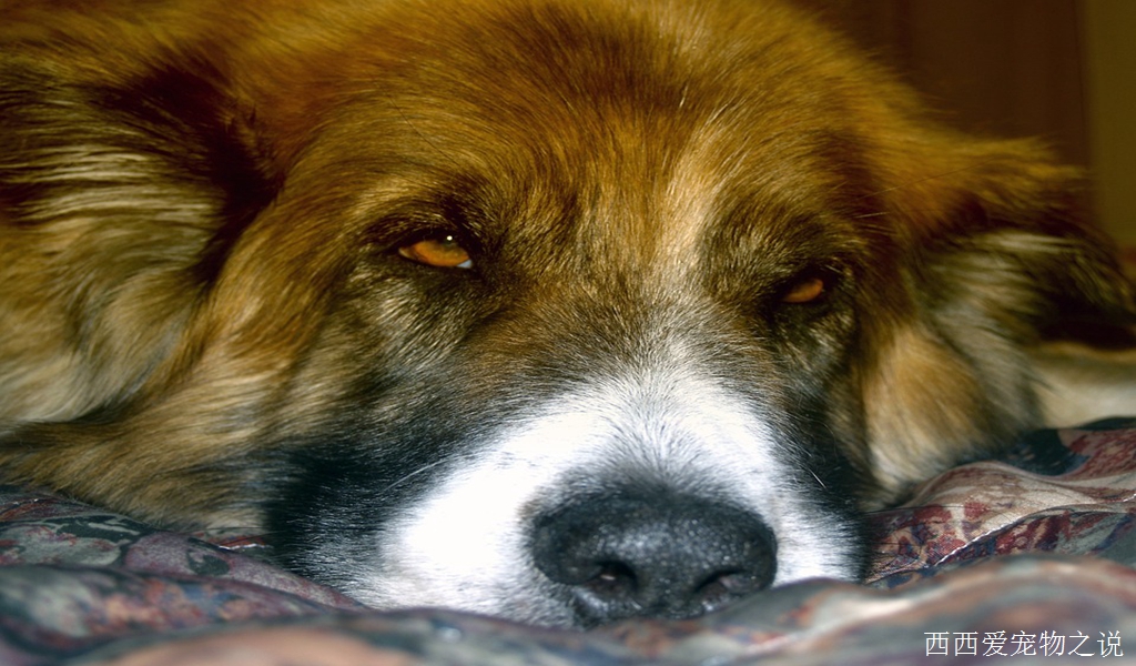 一些毛球常见的健康检查，帮你解开心中的疑惑