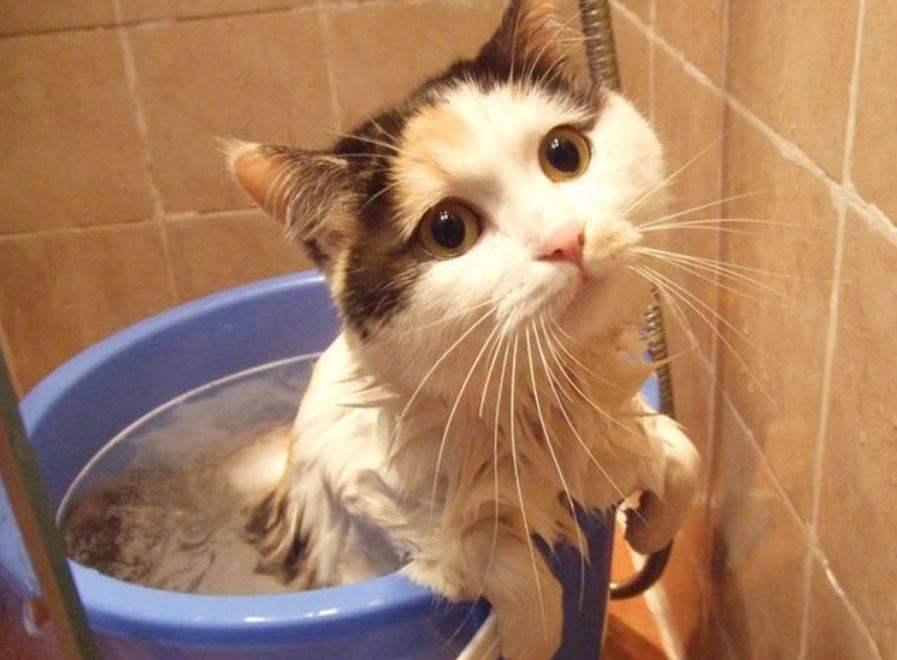 感觉生活在猫的世界里，只要睁眼，随处可见猫毛？就该这样打理