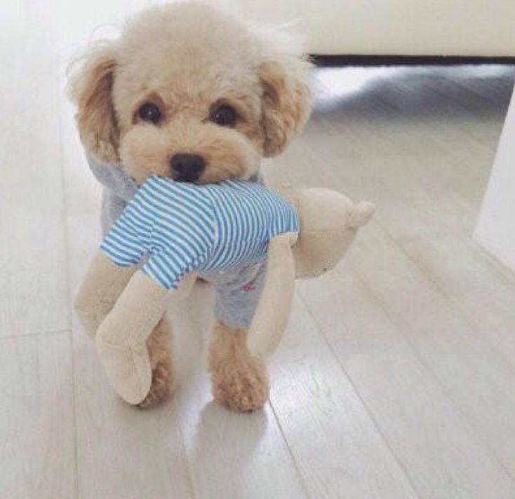 泰迪用舌头舔你，不仅仅是在表达喜欢你，可能还隐含这5种意思