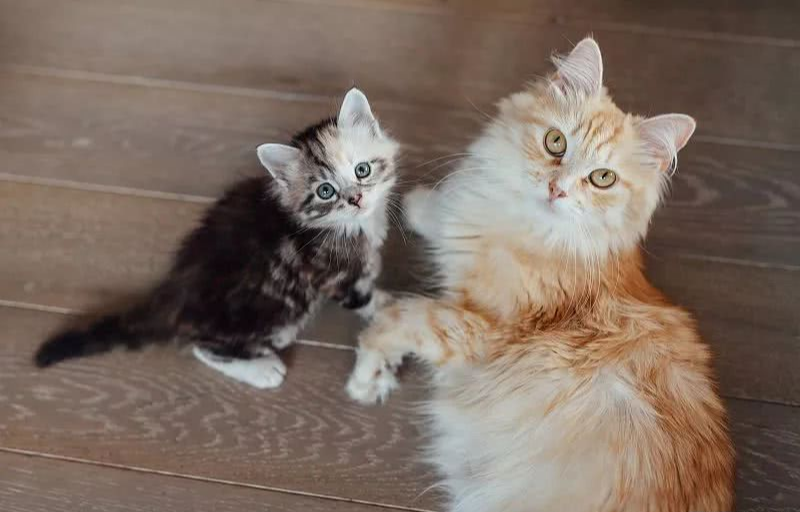 新生小猫咪不能摸不能看，沾上陌生气味就会被猫妈妈吃掉？