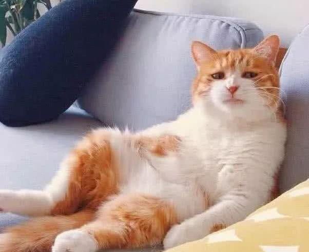主人加班到早上才回家，沙发上的橘猫表情绝了：你还知道回来？
