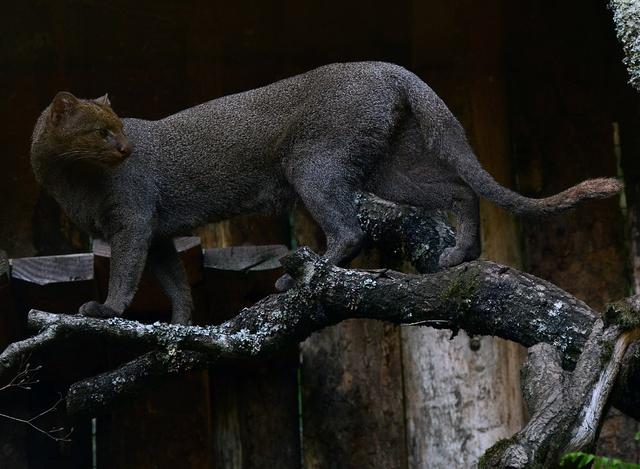 猫科动物美洲狮，这样的霸气大猫，要云吸一下吗