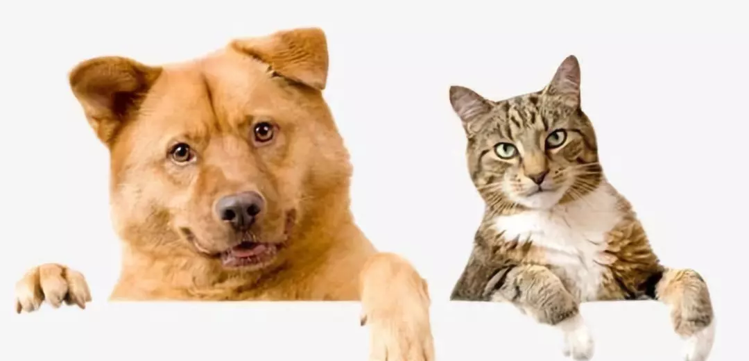 吃剩饭剩菜养大的狗狗，真的很健康吗？专家：错的离谱！