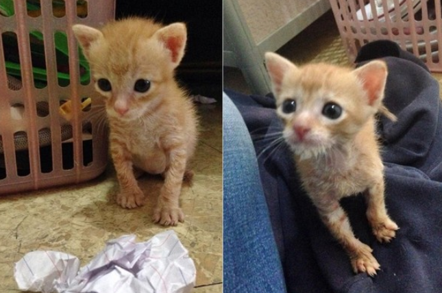 好心人收养一只流浪小橘猫，一年后画风突变，网友：不愧是橘猫