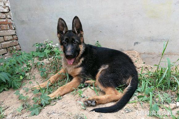 网友让德牧在家看门，它就在院子里哪都不去，狗：服从命令