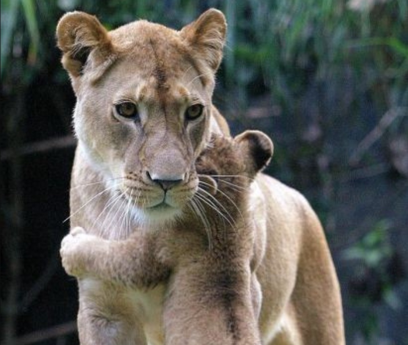 “我引以为傲的孩子，很可爱吧！”10张母爱满满的合照看着真暖心