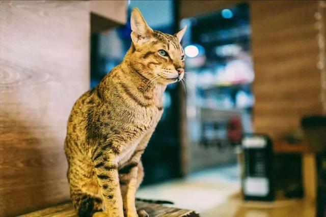 猫界最贵的6种猫，堪称会呼吸的人民币，买得起的都是土豪！