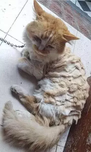 女孩不顾橘猫反对强行理发, 10分钟后, 橘猫: 你是“魔鬼”吗!