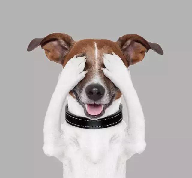 狗狗哭吧不是罪，是病！8种常见狗狗眼疾，该如何预防？