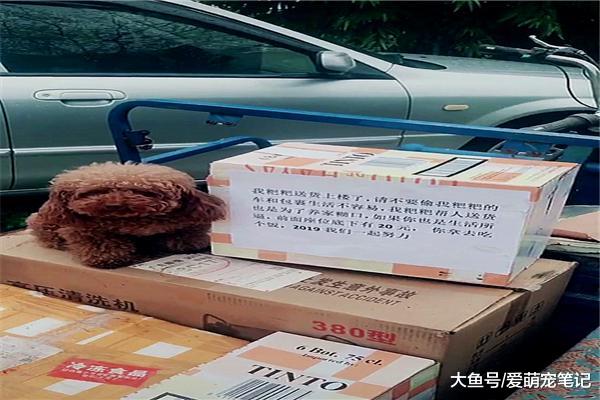 快递小哥的包裹频繁被偷，结果想了个“好主意”，泰迪：生活不易