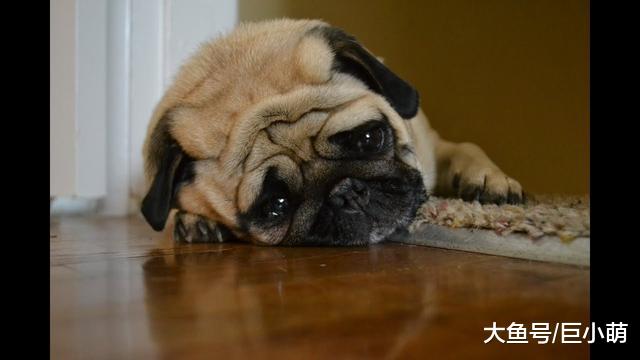 狗狗肾脏疾病伤害不可逆，平日注意爱肾护肾，狗狗才能幸福一生