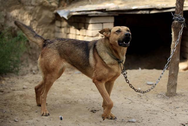 老狼狗每天早上7点出门，8点回家，主人好奇跟出去结果泪流满面