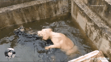 网友买到“假金毛”，结果直接把它丢进水池，还好遇到了他