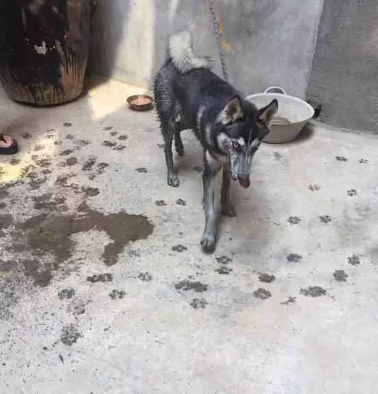 狗傻到一定境界，掉糞坑里玩高興， 主人想死的心都有了