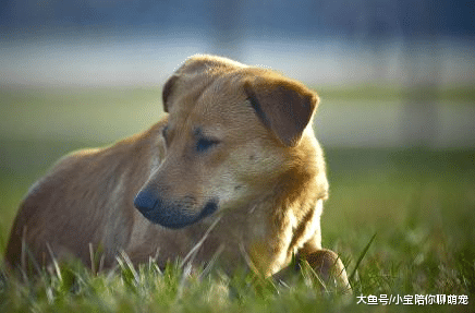 ?流浪狗应该怎样安置？除了自己收养外，还有这2个办法！
