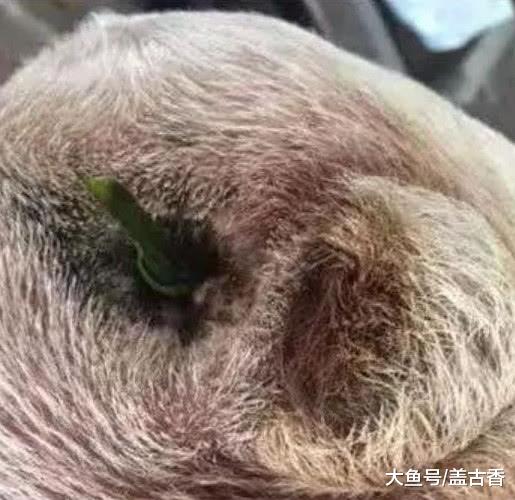 狗狗突然食欲不振，送去医院喂了泻药，结果却让主人尴尬了