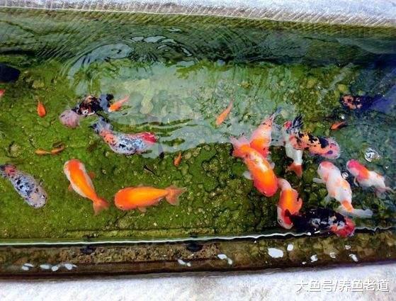 在觀賞魚的飼養過程中，遇到以下意外情況我們要去適當換水！