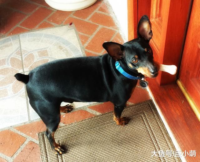 打着为狗狗好的名号，去帮狗狗断尾？这做法简直荒谬！