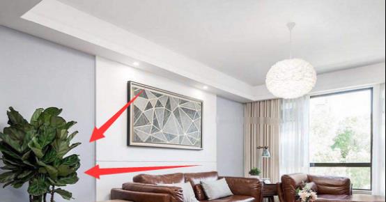 家里这三个地方各放一盆植物，不用多久就财运滚滚来，有钱人都懂