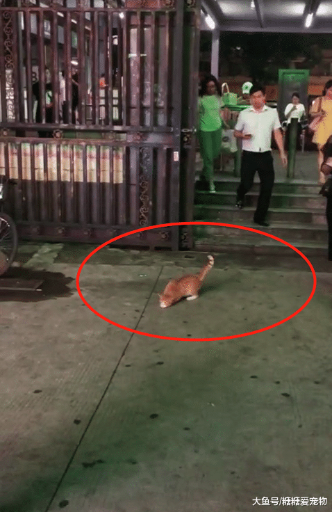 地铁口一只橘猫耍无赖，撒泼打滚装可怜，路人想要收养却被嫌弃
