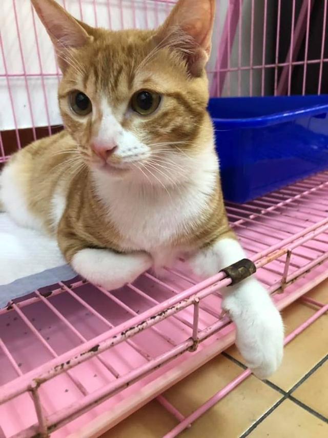 店铺突然起火，主人仅能拯救出两只猫咪，发千字长文叮嘱其他主人