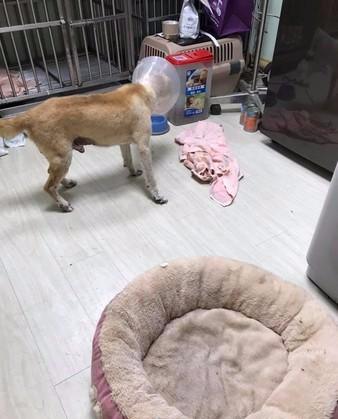 失明柴犬走失后摇晃跌倒，暖心女生肉身挡车，放弃会议帮它找主人