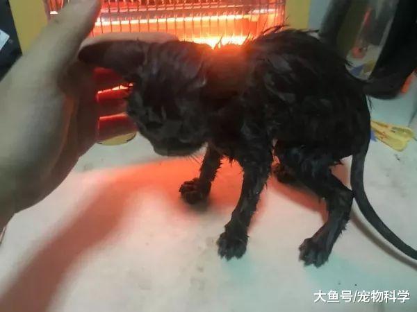 希望你好好的, 我再也不怪你再也不欺负你了