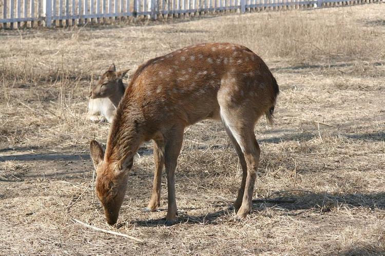 四不像是什么动物，是梅花鹿和马鹿的亲戚麋鹿