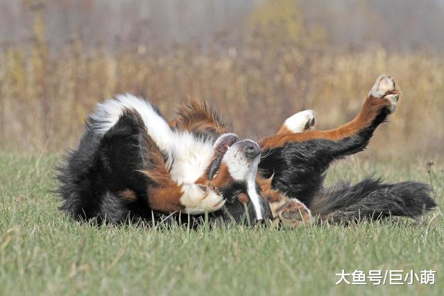 别人家的狗狗很懒，而你们家的狗狗精力充沛？这是因为什么？