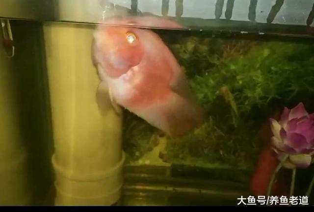 饲养观赏鱼不是说鱼儿平时不缺氧，我们就认为万事大吉了！