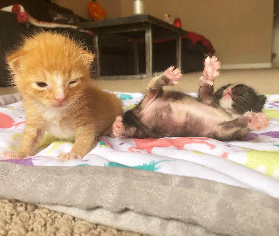 在外流浪时，它俩相依为命，直到遇到新主人，它们有了避风港