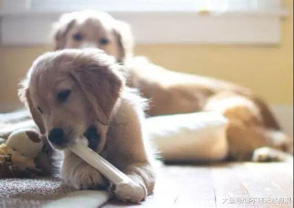 同时拥有猫和狗是什么体验？主人：你俩能不能少打一天