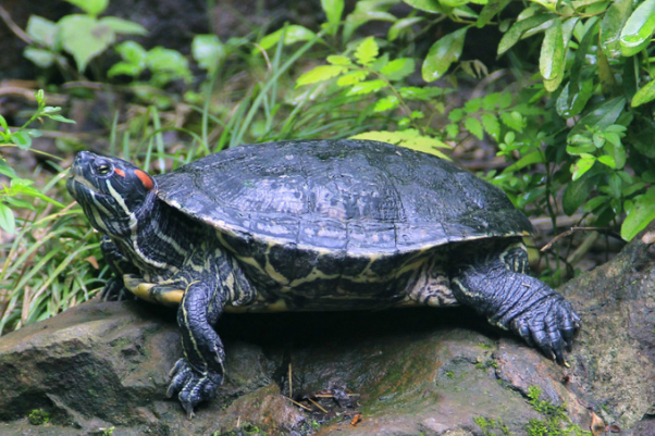 乌龟都是需要冬眠的，但是因为别的因素，导致乌龟醒来该怎么办？