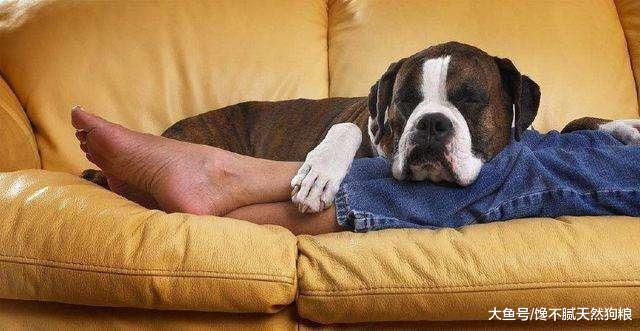 狗狗若有这些行为，其实是在告诉你：它需要你啊！