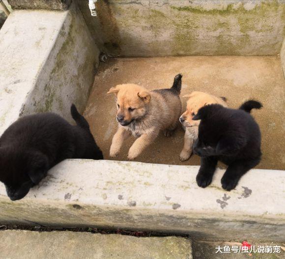 小狗开始会跑了，网友没时间看着，把它们放到这里了