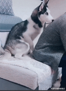 哈士奇给主人做“狗式按摩”，正准备表扬它的时候，却原形毕露了