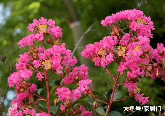 这几种花不要在家里养，难怪身体越住越差，回家我就清理了