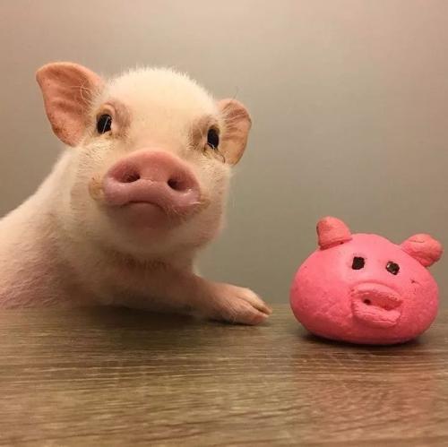 今天起，珍惜你冰箱里的每一块猪肉吧