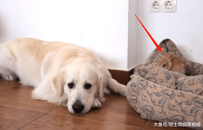 金毛把兔子当宝宝，拱它到窝里后自己睡地板，狗：长得很像我