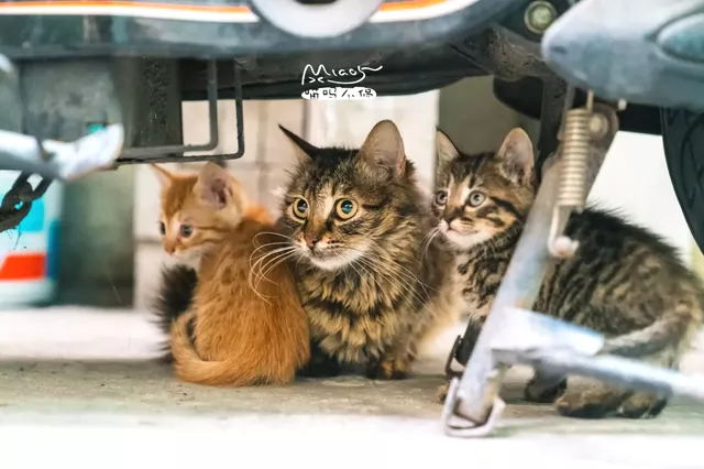 猫咪一无所有，为何能给人类安慰？